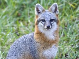 Gray Fox Study